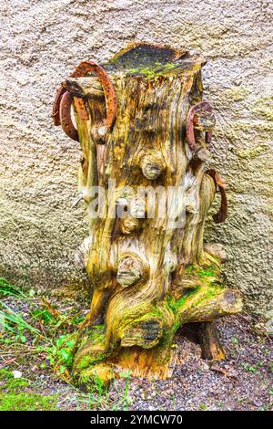 Souche d'arbre ancienne décorée de chaussures rouillées - angles-sur-l'Anglin, Vienne (86), France. Banque D'Images