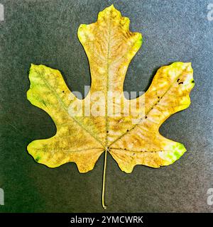 Feuille de figue sur fond texturé Banque D'Images