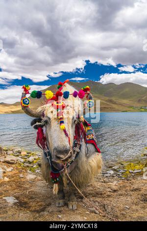 Yak tibétain blanc décoré au lac Yamdrok au Tibet, Chine. Ciel bleu avec espace de copie Banque D'Images