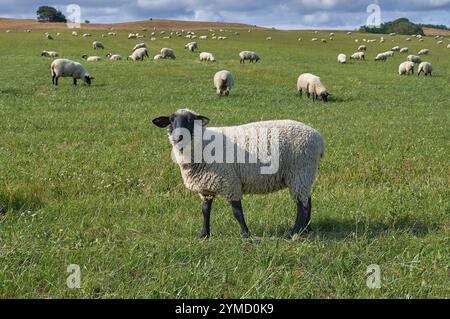 Mouton à tête noire allemand sur prairie, Allemagne Banque D'Images