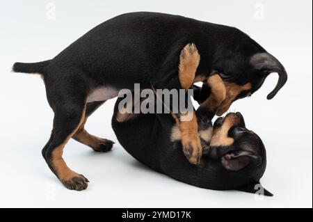 Les chiots Doberman Pinscher combattent isolés sur fond blanc de studio Banque D'Images