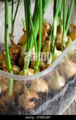 Oignons verts sur le balcon. Oignons germés cultivés sur le balcon pour la cuisson. Banque D'Images