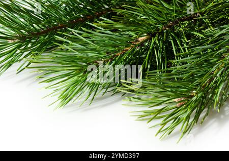 Branches vertes d'un arbre de Noël sur un fond blanc. Ambiance festive de Noël et du nouvel an. Banque D'Images