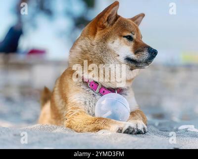 Adorable chien rouge Shiba Inu se relaxant sur une plage de sable en été, se reposant ludique à côté d'un ballon. Image de haute qualité adaptée aux animaux, idéale pour les vacances Banque D'Images