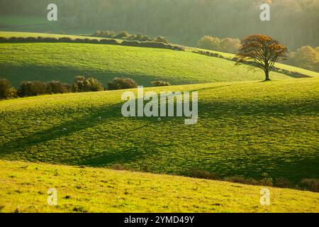 Chêne solitaire sur les South Downs près de Falmer, East Sussex, Angleterre. Banque D'Images