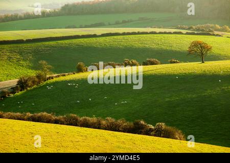 Après-midi d'automne sur les South Downs près de Brighton and Hove, East Sussex, Angleterre. Banque D'Images