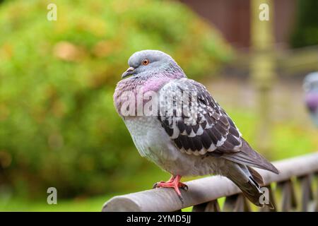 Un pigeon de roche (Columba Livia) perché sur une balustrade en métal dans un parc verdoyant luxuriant avec la lumière du jour douce de près Banque D'Images