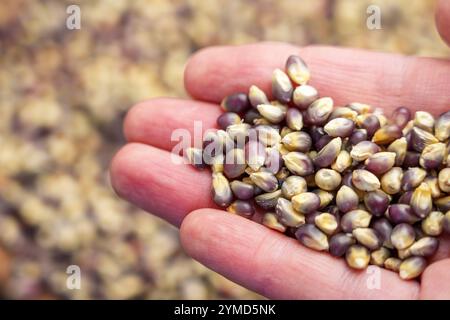 Gros plan d'une main tenant des grains de maïs colorés avec un fond flou. L'image présente des graines vibrantes et une surface organique texturée Banque D'Images