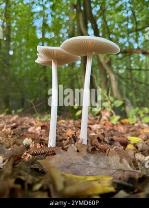 Hymenopellis radicata, communément connu sous le nom de champignon de racine profonde, de rooter de hêtre ou de jarret d'enracinement, est un agarique répandu facilement identifié par son d. Banque D'Images