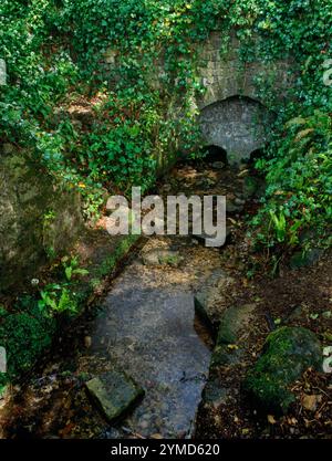 Vue E de St Aldhelm's Well, Doulting, Somerset, Angleterre, Royaume-Uni : L'eau sort de la tête du puits pour s'écouler à travers une piscine puis dans une auge en pierre Banque D'Images