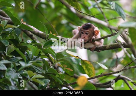 Bébé macaque à queue courte assis dans un arbre tropical luxuriant, Sukau, Sabah, Bornéo, Malaisie Banque D'Images