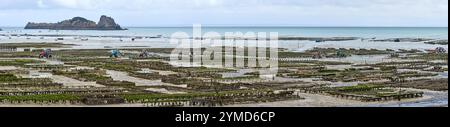 Quiberon, Bretagne, France, les ostréiculteurs récoltant les huîtres à marée basse ion péninsule de Quiberon Banque D'Images