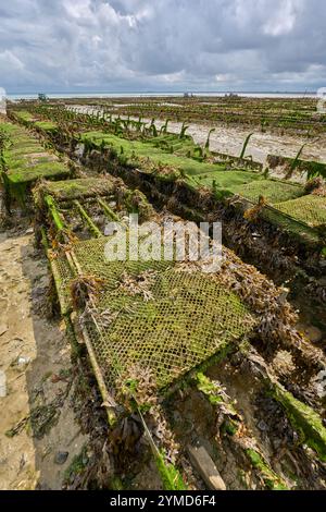 Quiberon, Bretagne, France, les ostréiculteurs récoltant les huîtres à marée basse ion péninsule de Quiberon Banque D'Images