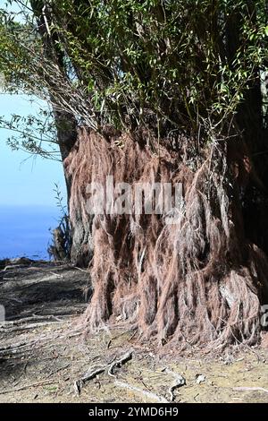 Racines du saule blanc, Salix alba, exposées par le bas niveau d'eau sur le lac Banque D'Images