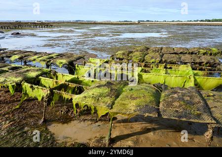 Quiberon, Bretagne, France, les ostréiculteurs récoltant les huîtres à marée basse ion péninsule de Quiberon Banque D'Images