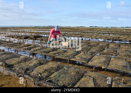 Quiberon, Bretagne, France, les ostréiculteurs récoltant les huîtres à marée basse ion péninsule de Quiberon Banque D'Images
