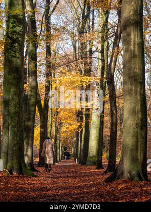 femme blonde marche dans la forêt d'automne près d'utrecht en hollande sous des feuilles de hêtre jaunes Banque D'Images