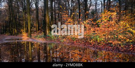 très grande flaque d'eau sur le chemin forestier et feuilles d'automne brillamment éclairées par le soleil automnal de fin d'après-midi aux pays-bas près d'utrecht Banque D'Images