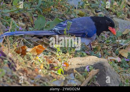 Magpie bleue à bec rouge (Urocissa erythroryncha), butinant sur le sol dans la litière de feuilles, région de Nainital, Uttarakhand, Inde. Banque D'Images