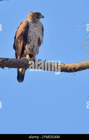 Aigle Tawny (Aquila rapax) perché dans un arbre, région de Nainital, Uttarakhand, Inde. Banque D'Images