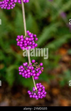 Portrait végétal de Callicarpa bodinieri 'Giraldi profusion', au début de l'hiver. attirant l'attention, belle, florissante, rougissante, audacieuse, Banque D'Images