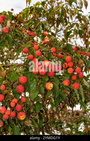 Brillant Cornus Kousa 'John Slocock' dans ses couleurs d'automne avec 'fruit'. Légitime, séduisant, fiable, authentique, d'humeur sombre, nouveau, sain, soulful Banque D'Images