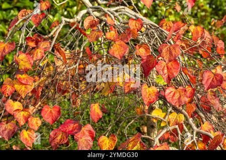 Couleur étonnante des feuilles de Cercis canadensis 'Ruby Falls' sur l'arbre à la fin de l'automne. Séduisant, fiable, authentique, Moody, nouveau, en bonne santé, émoi, Banque D'Images