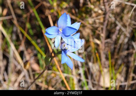 Blue Lady Orchid, Thelymitra crinita, également connu sous le nom de Queen Orchid ou Lily Orchid, une espèce d'orchidée indigène qui pousse dans le sud-ouest de l'Australie occidentale. Banque D'Images