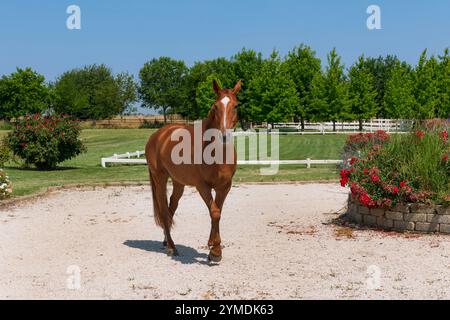 Cheval châtaignier avec tache blanche sur le visage et le museau regardant la caméra tout en marchant librement le jour ensoleillé dans le parc près de plantes à fleurs en croissance contre cl Banque D'Images