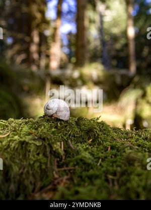 Détail d'un escargot sur mousse au milieu de la forêt de montagne, à Asiago, Italie Banque D'Images