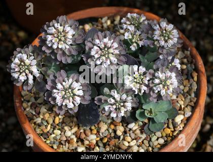 Un rare Penny-cresson alpin ou Pennygrass alpin, Nkia zaffranii, syn. Thlaspi zaffranii, Brassicaceae. Crète, Grèce, Europe. Banque D'Images