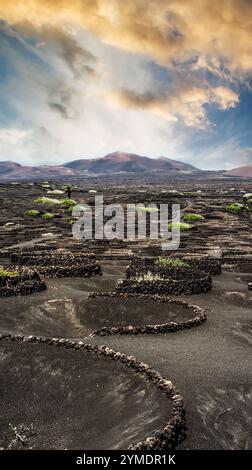 Vignobles près des montagnes volcaniques à Lanzarote, îles Canaries, Espagne Banque D'Images