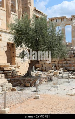 L'olivier sacré d'Athéna, enfermé dans le Sanctuaire de Pandrosos, partie de l'Erechthéion, Erechtheum ou Temple d'Athéna Polias, Acropole. Banque D'Images