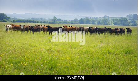 Un champ de bovins de boucherie dans une prairie de plaine dans le Devon, Royaume-Uni Banque D'Images