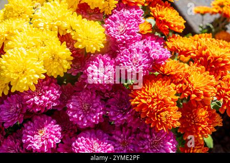 Gros plan de fleurs de chrysanthème rose, jaune et orange éclatantes créant un affichage coloré et animé en pleine floraison Banque D'Images