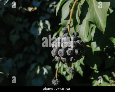 Un amas de bleuets suspendus à une vigne. Les baies sont mûres et prêtes à être cueillies Banque D'Images