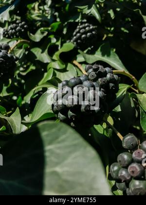 Un bouquet de baies noires est suspendu à une vigne. Les baies sont petites et regroupées. L'image a une ambiance paisible et sereine, comme le berri Banque D'Images