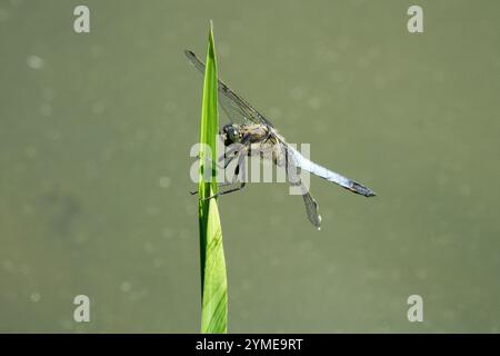 Chasseur large ou dard large, Libellula depressa libellule mâle insecte perché au-dessus de l'eau vue latérale insecte sur feuille Banque D'Images