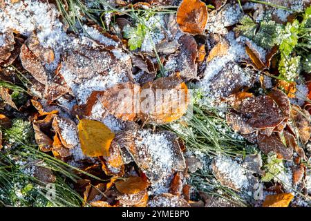 Glace et neige couvertes d'automne lave sur le sol en hiver Banque D'Images