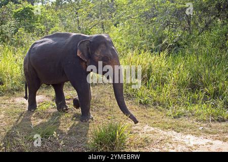 Éléphant de Sri Lanka ou éléphant de Ceylan (Elephas maximus maximus), éco-parc ou éco-parc Hurulu, province du Centre du Nord, Sri Lanka, Asie Banque D'Images