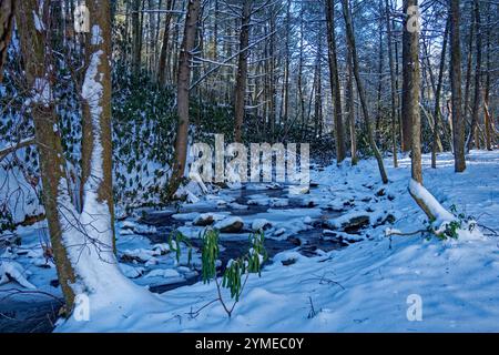 L'eau coule encore autour des rochers glacés et enneigés dans le ruisseau entouré de rhododendrons fanés dans la forêt avec un soleil éclatant sur un c Banque D'Images