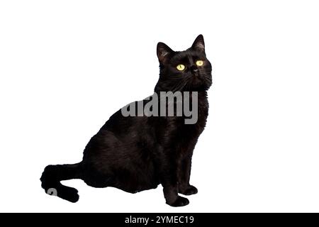 Un chat noir élégant, aux yeux jaunes frappants, est actuellement perché gracieusement sur un fond blanc propre, créant un contraste captivant Banque D'Images