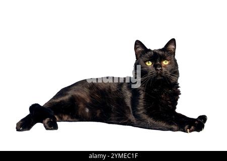 Un chat noir élégant, aux yeux jaunes frappants, est actuellement perché gracieusement sur un fond blanc propre, créant un contraste captivant Banque D'Images