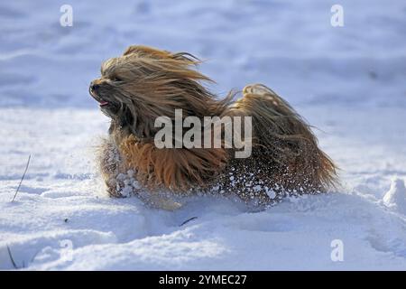 Lhassa Apso, Lhassa terrier, chien lion, Tibet, neige Banque D'Images