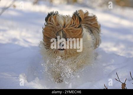 Lhassa Apso, Lhassa terrier, chien lion, Tibet, neige Banque D'Images