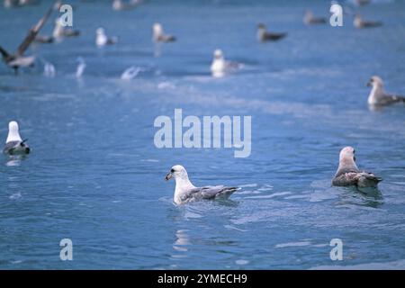 Troupeau de fulmar du Nord (Fulmarus glacialis) nageant dans l'eau dans le Svalbard arctique, Norvège, Europe Banque D'Images