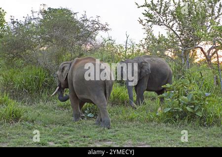 Éléphants du Sri Lanka ou éléphants de Ceylan (Elephas maximus maximus) à la lumière du soir, Eco-Park ou Eco-Park Hurulu, Province du Centre-Nord, Sri Lanka Banque D'Images