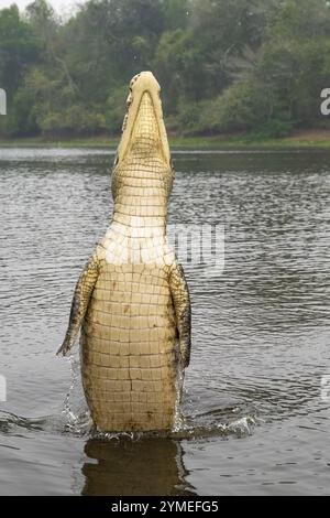 Caïman à lunettes (Caiman crocodilus yacara), crocodile (Alligatoridae), crocodile (Crocodylia), sauts hors de l'eau, ventre visible, Pantanal Banque D'Images