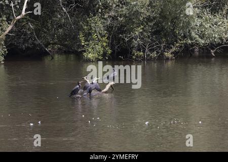 Un groupe de grands cormorans, Phalacrocorax carbo, assis sur une branche submergée au réservoir de Weir Wood Banque D'Images