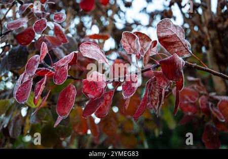 Feuilles d'automne rouge vif recouvertes de givre sur un fond flou, Smoke Bush Cotinus Coggygria Royal Purple Banque D'Images